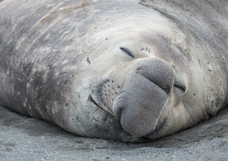 southern elephant seal