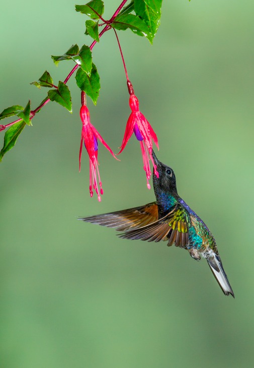 velvet purple coronet