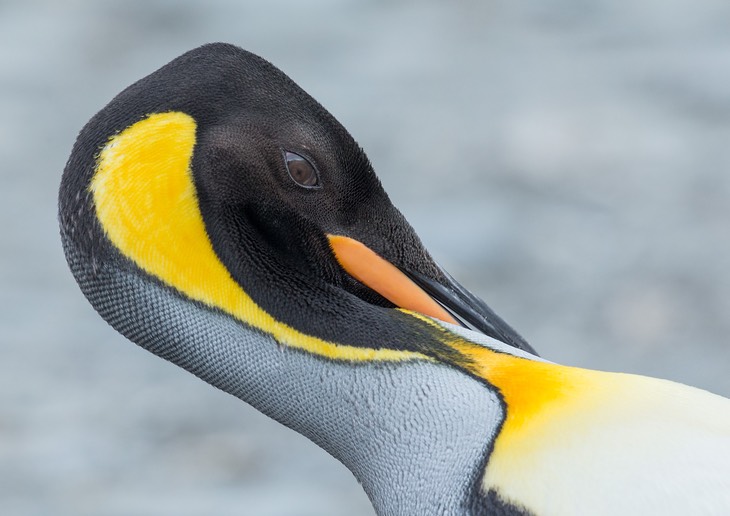 king penguin