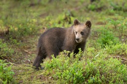 brown bear