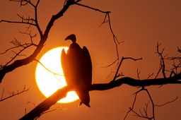 turkey vulture