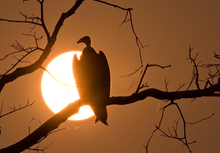 turkey vulture