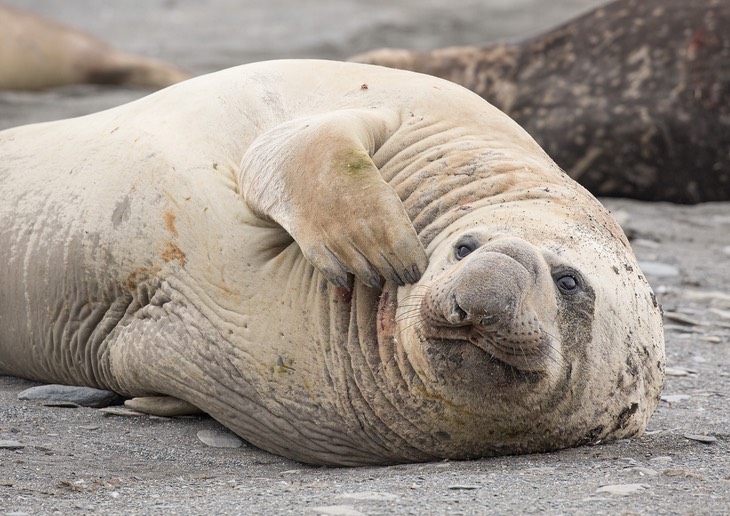 southern elephant seal