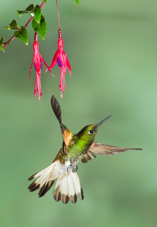 buff tailed coronet