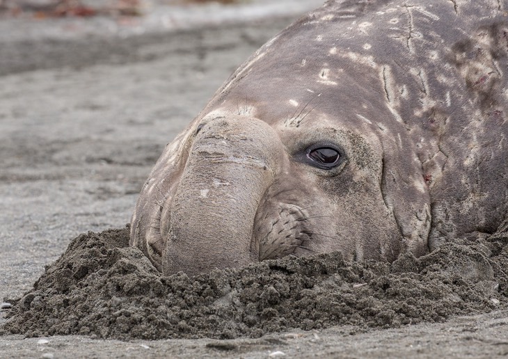 southern elephant seal