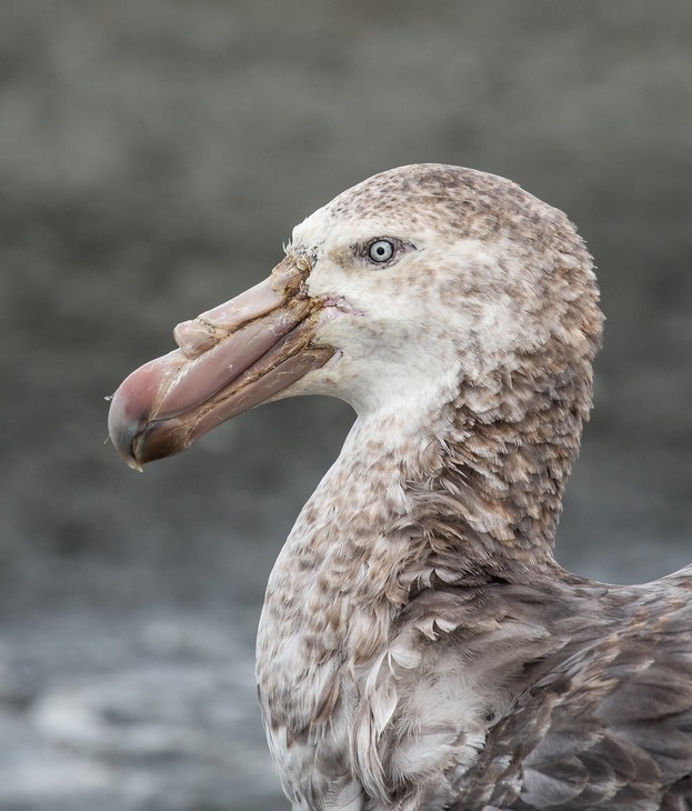 northern giant petrel