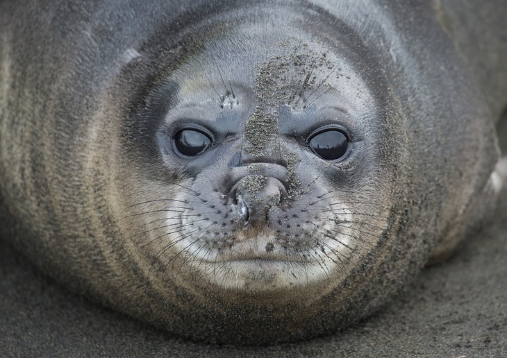 southern elephant seal