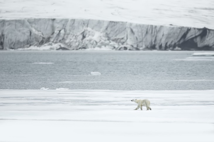 polar bear