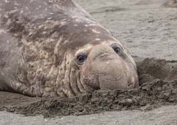 southern elephant seal