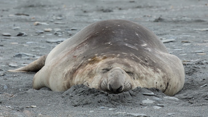 southern elephant seal