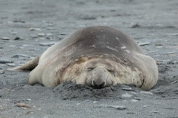 southern elephant seal