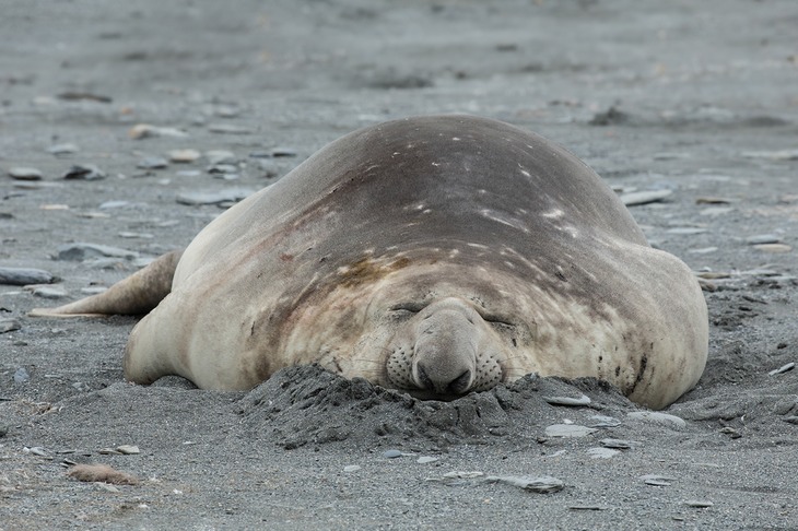 southern elephant seal