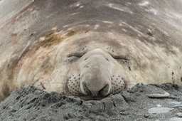 southern elephant seal