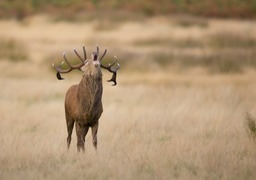 red deer