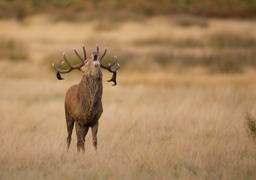 red deer