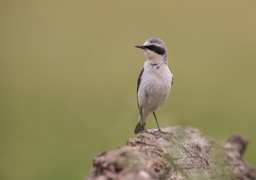 wheatear