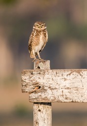 burrowing owl