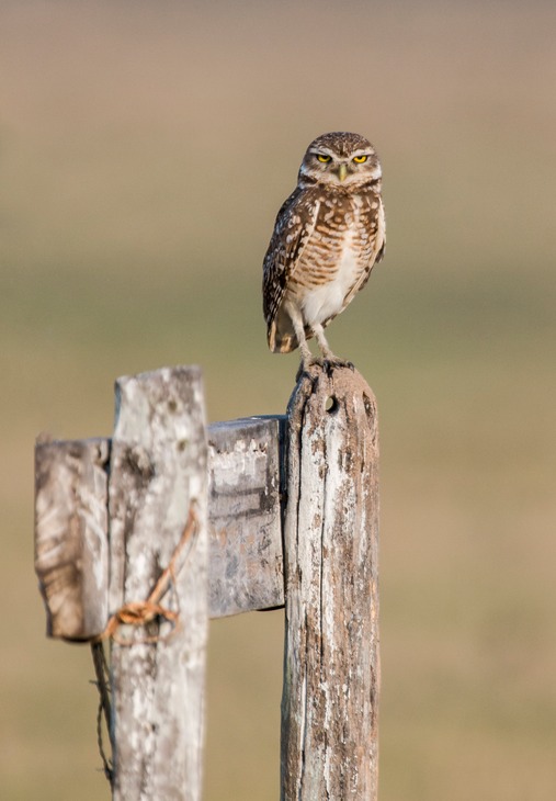 burrowing owl