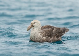 southern giant petrel