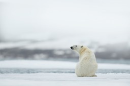 polar bear