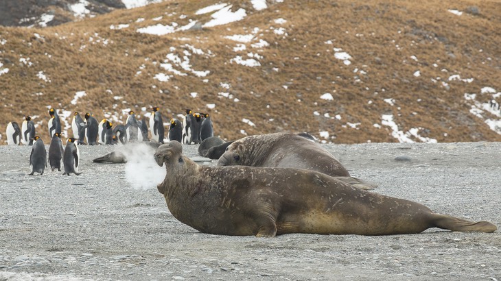 southern elephant seal