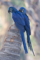 hyacinth macaw