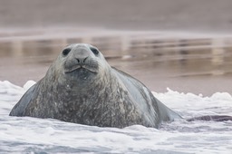 southern elephant seal