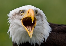 bald eagle