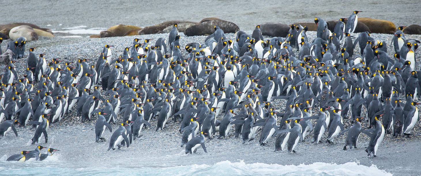 king penguin