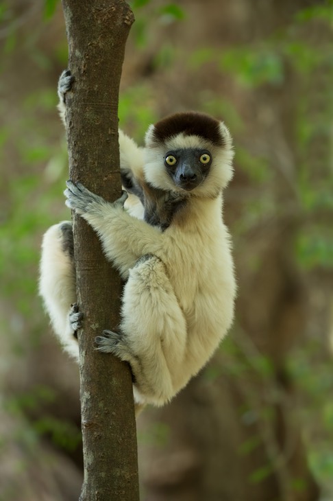 verreaux's sifaka