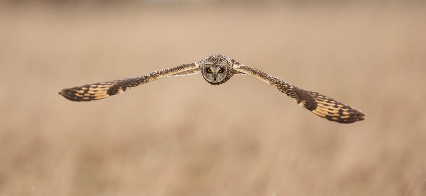 short eared owl