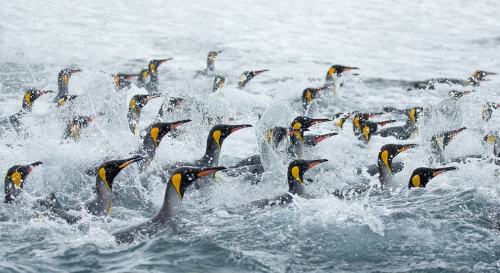 king penguin