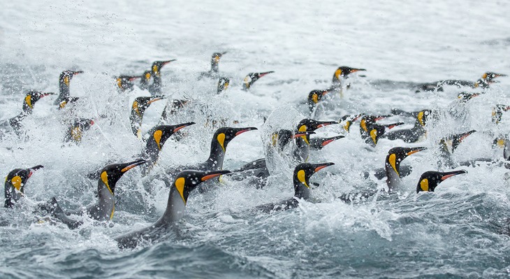 king penguin