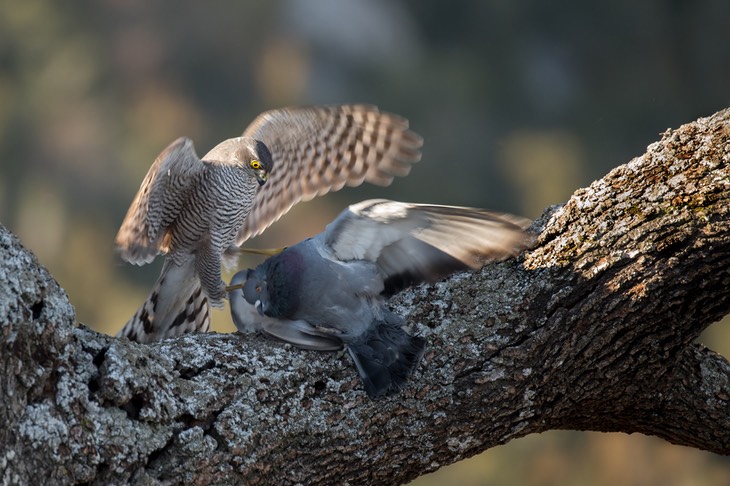 sparrowhawk