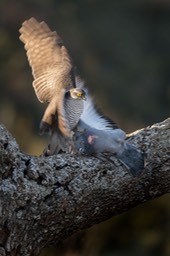 sparrowhawk