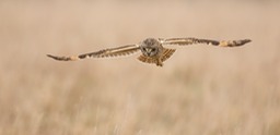 short eared owl