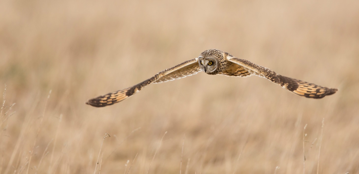 short eared owl