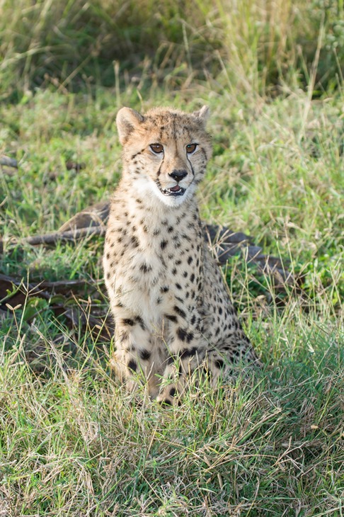 cheetah