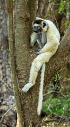 verreaux's sifaka