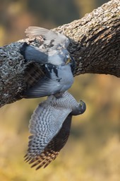 sparrowhawk