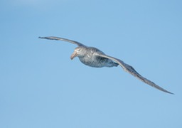 northern giant petrel