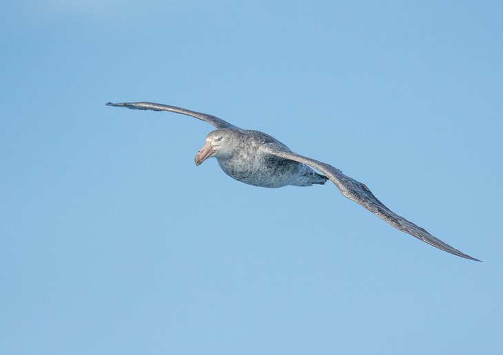 northern giant petrel