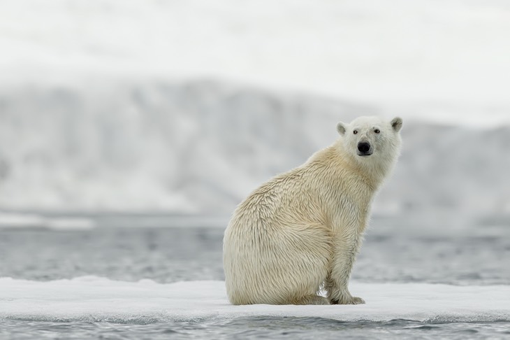 polar bear