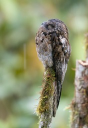 common potoo