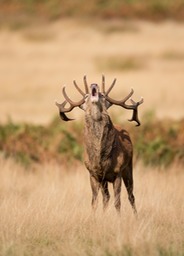 red deer