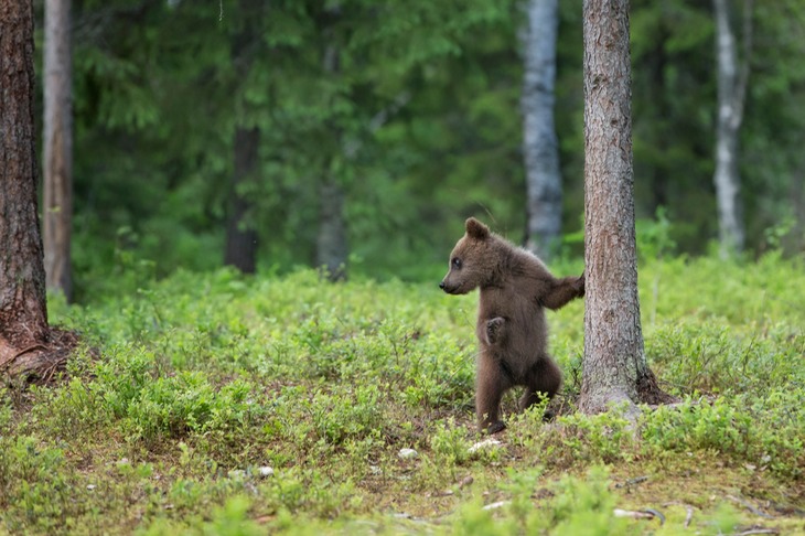 brown bear