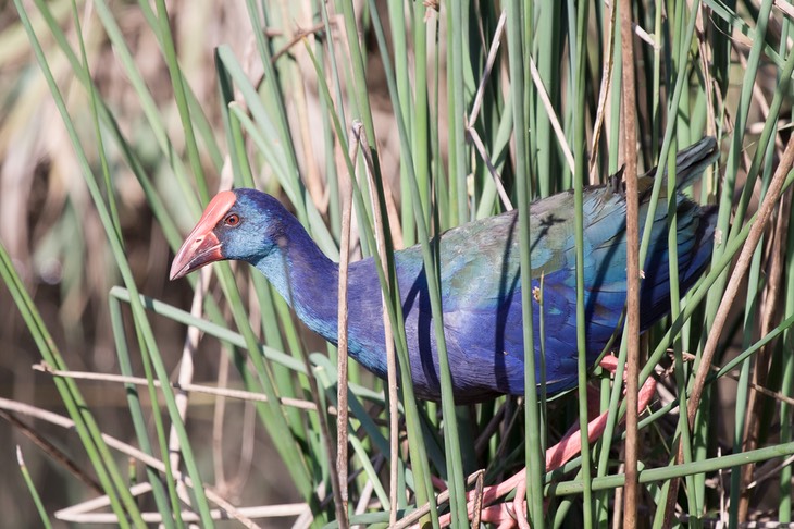 purple gallinule