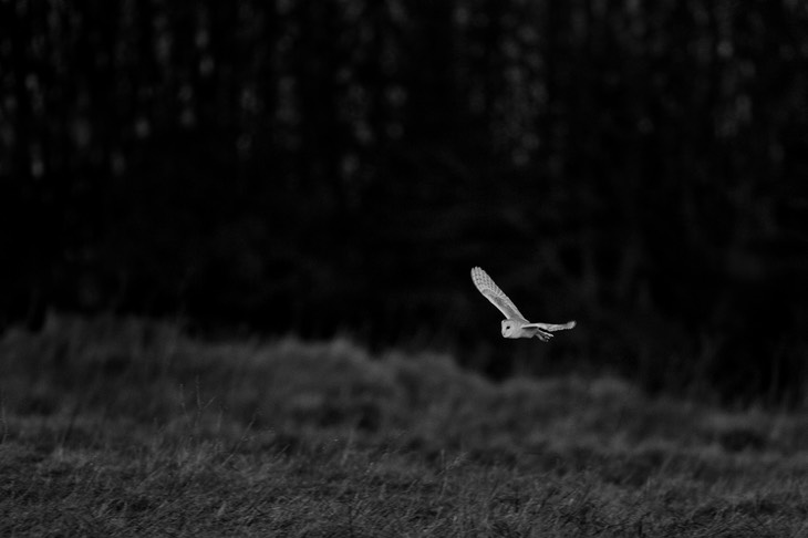 barn owl