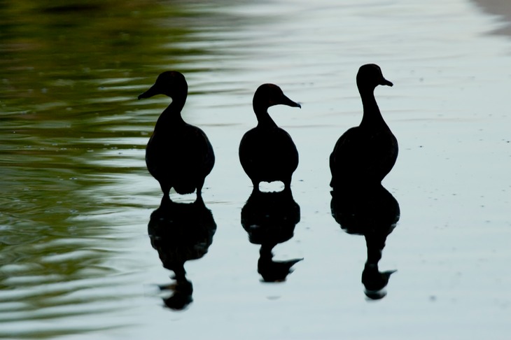 white faced whistling duck