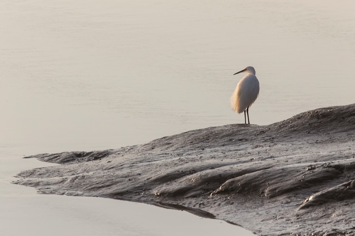 little egret